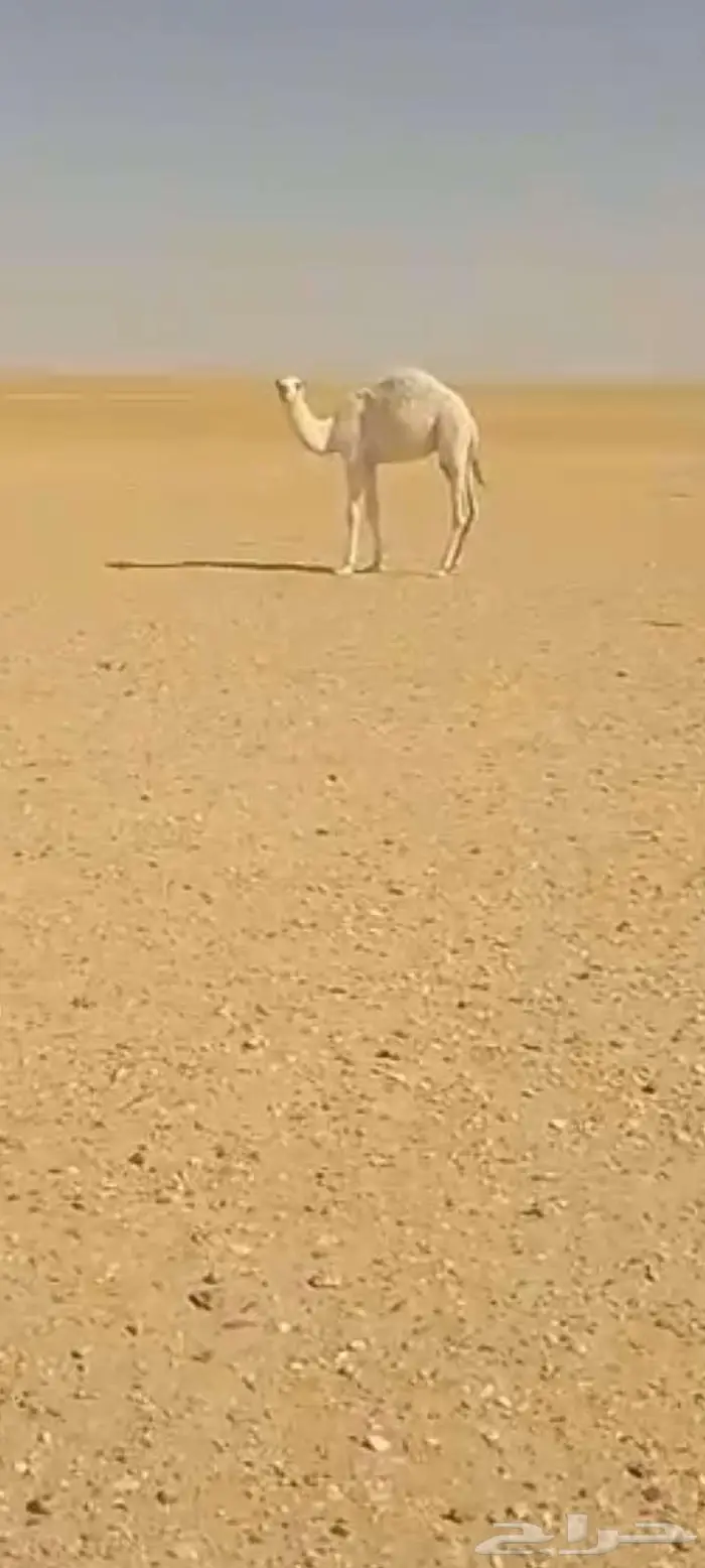 حشو قعدان العدد 2 فاخره شحم وشعره وجباره عمرها 8شهور 5
