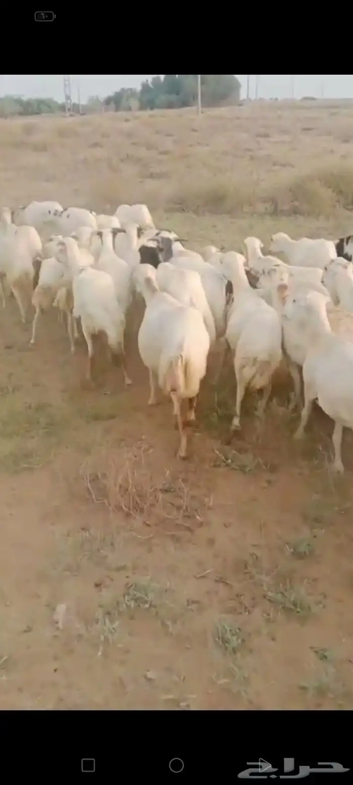 ضان رفيديات قرايب دفيع العدد 100 راس مراح واحد ماشاء الله 7