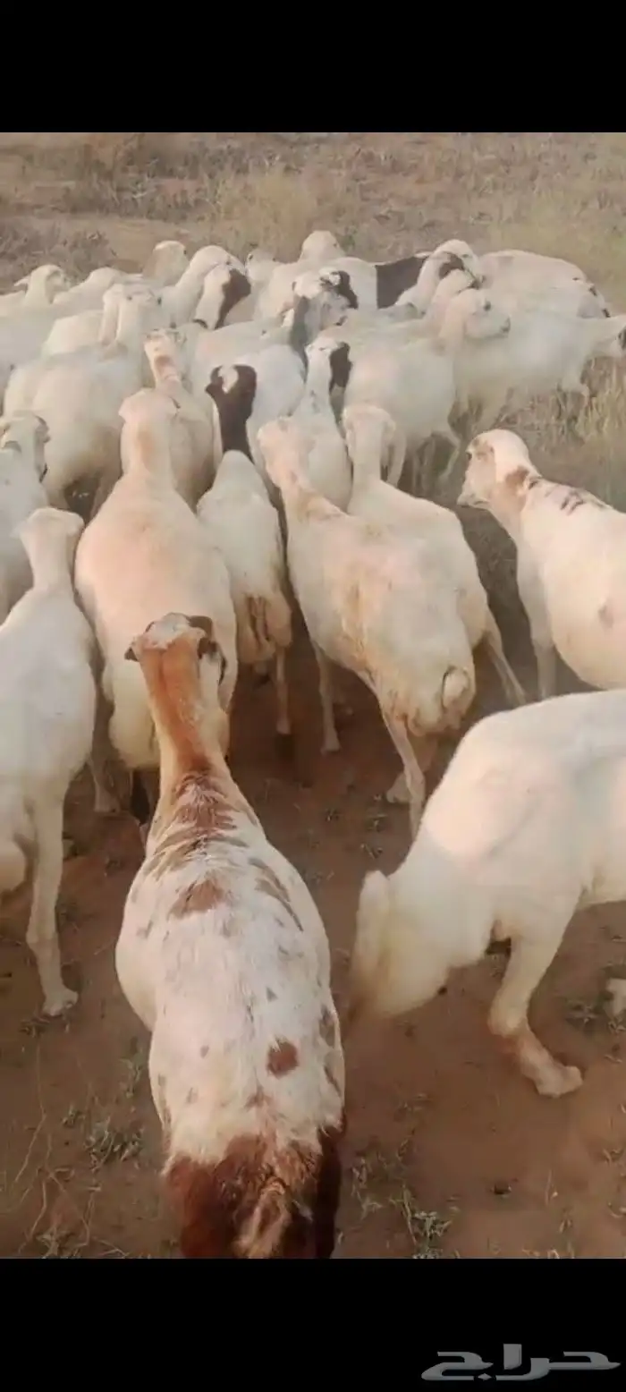 ضان رفيديات قرايب دفيع العدد 100 راس مراح واحد ماشاء الله 5