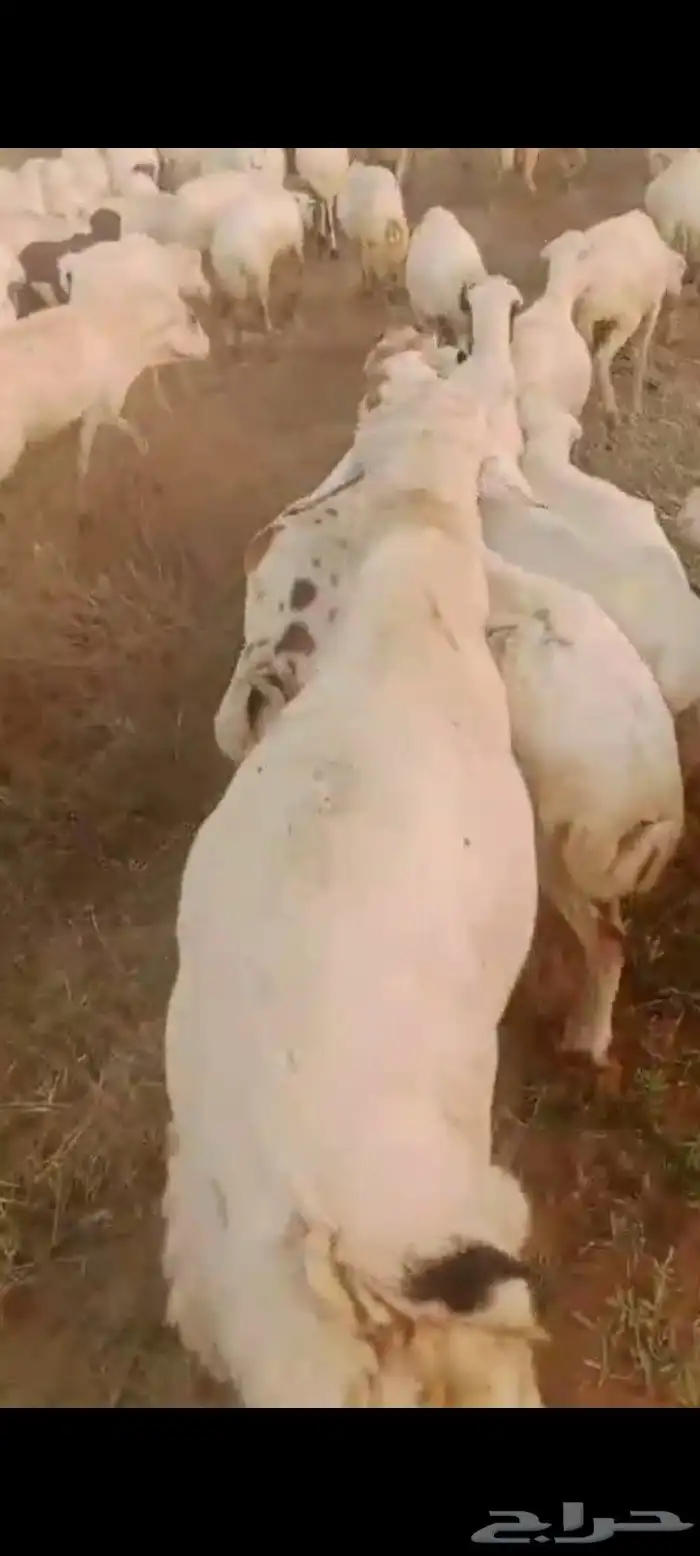 ضان رفيديات قرايب دفيع العدد 100 راس مراح واحد ماشاء الله 2