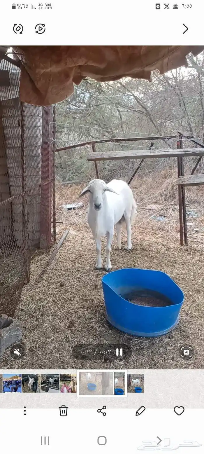 طلي فحل 1