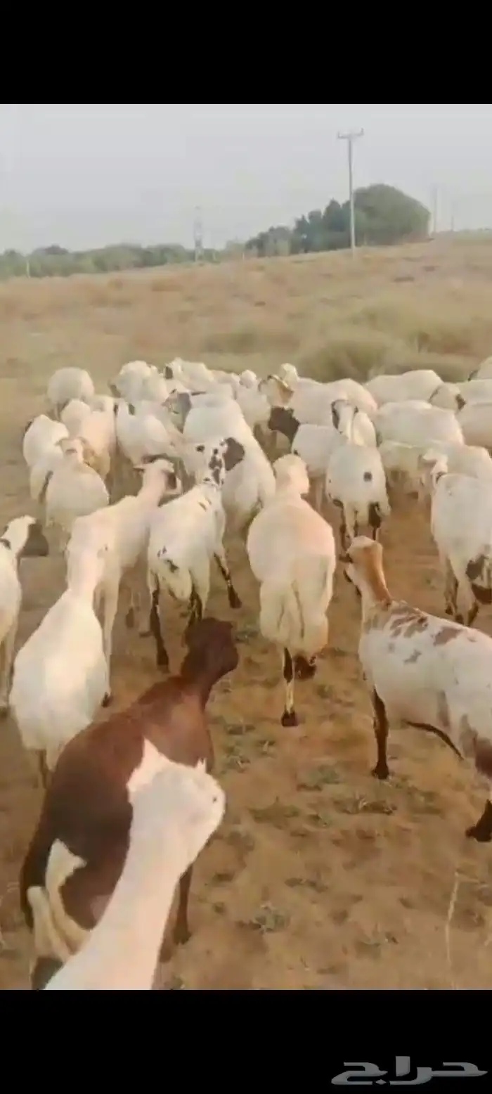 ضان رفيديات قرايب دفيع العدد 100 راس مراح واحد ماشاء الله 6