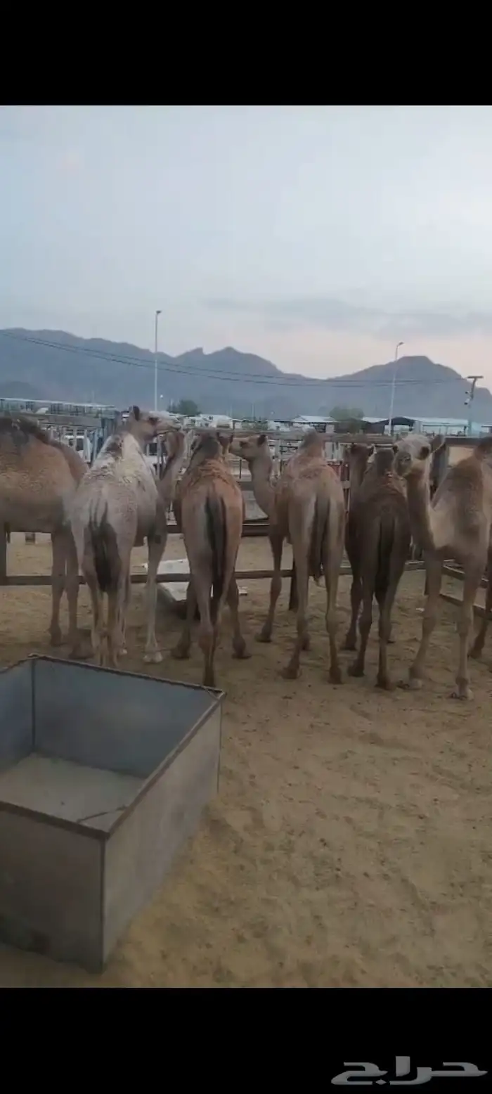 حشو لباني ومفاريد للبيع ( تم البيع ولله الحمد ) 4