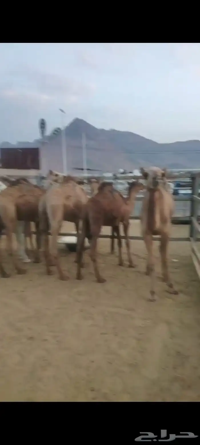 حشو لباني ومفاريد للبيع ( تم البيع ولله الحمد ) 3