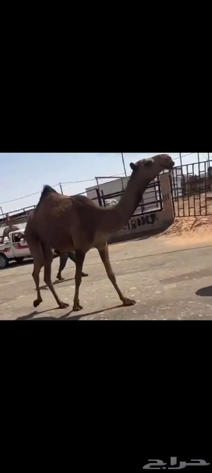 دبيانيه لقيه عليها 14 من حايف وشايف 0