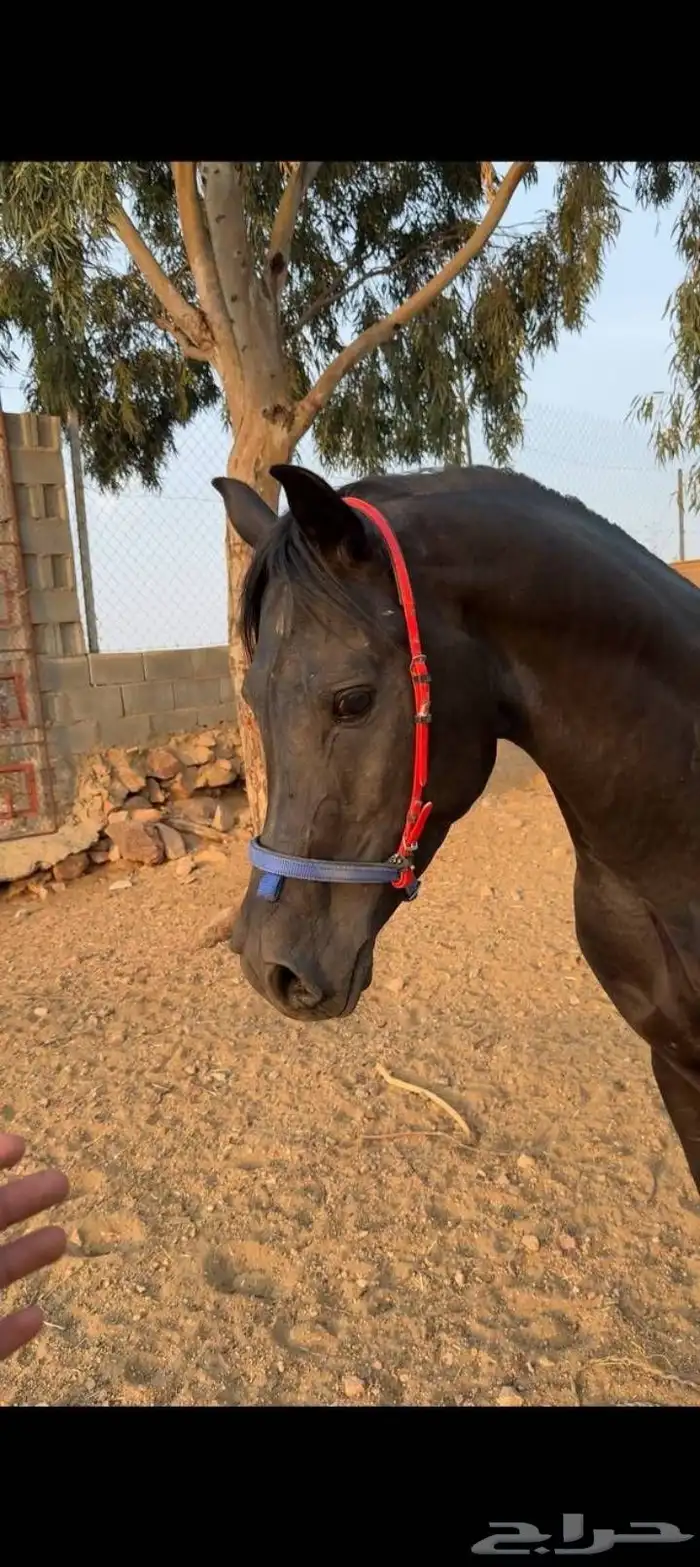مهره شعبيه تنافس الواهو 4