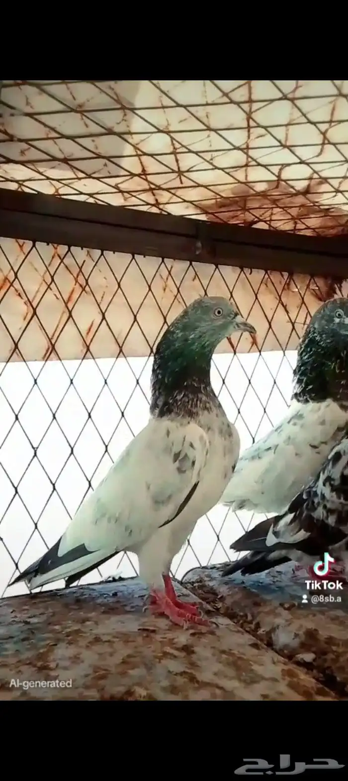 حمام باكستاني قولدن انثأ 0