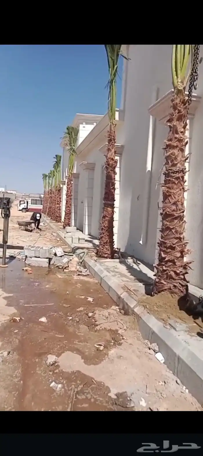 نخيل وواشنطن زينه 0