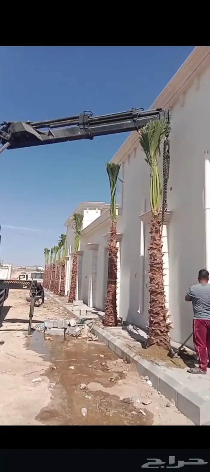 نخيل وواشنطن زينه 1