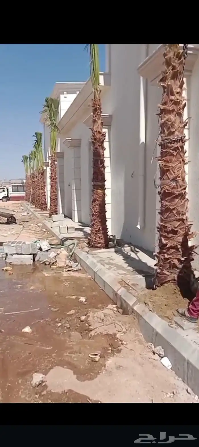 نخيل وواشنطن زينه 2