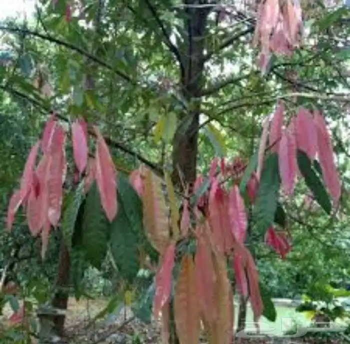 شتلات كستناء جنوب تايلند elateriospermum tapos blume 8