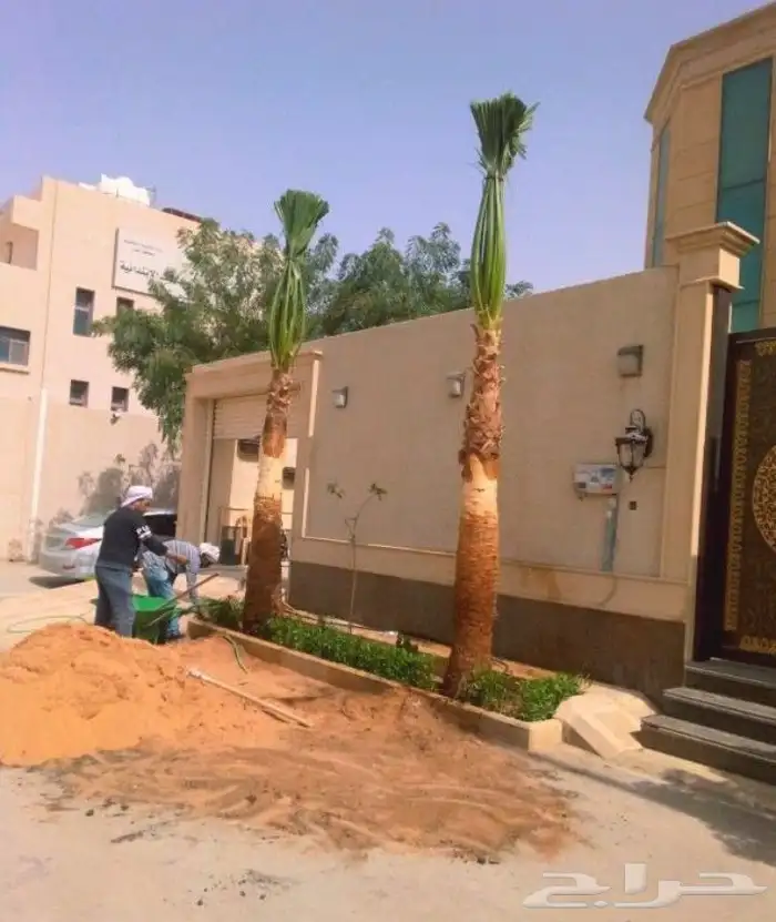 نخل واشنطني زينه جميع المقاسات نخيل واشنطونيا ابو مروحه 5