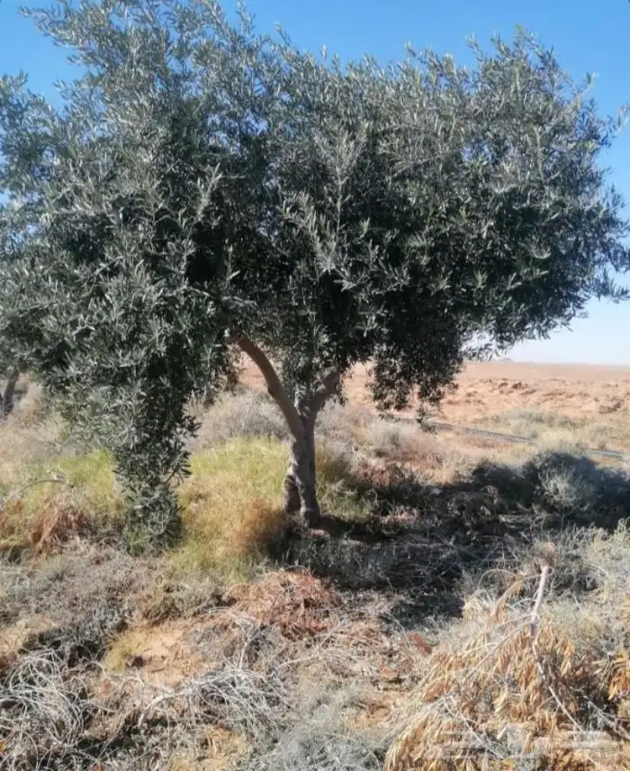 نقوم بتوريد وزراعة جميع انواع النخيل والزيتون والحمضيات 0