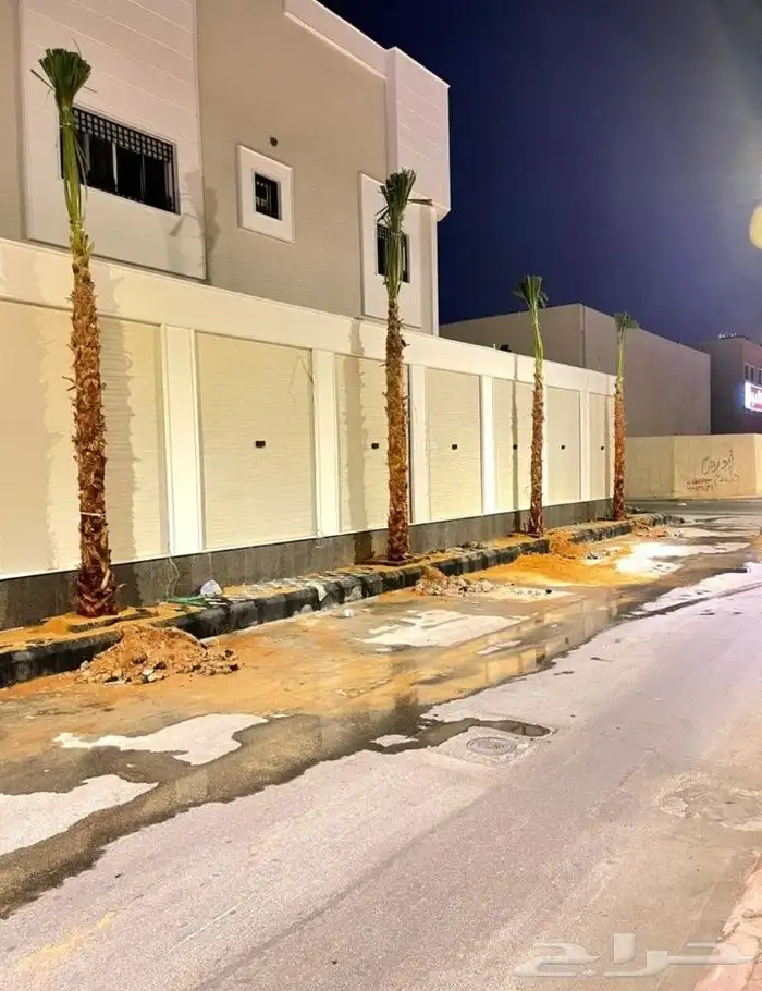 نخل واشنطني زينه جميع المقاسات نخيل واشنطونيا ابو مروحه 6