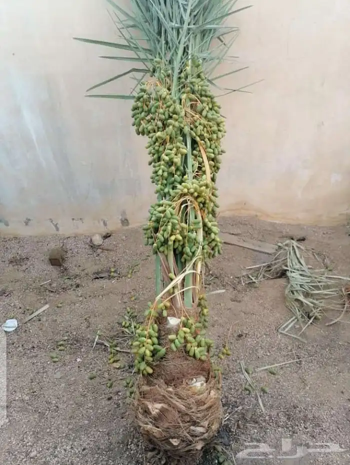 يوجد لدينا جميعا أنوع النخيل المثمر عربي واشنطن وجميع المقاس 8