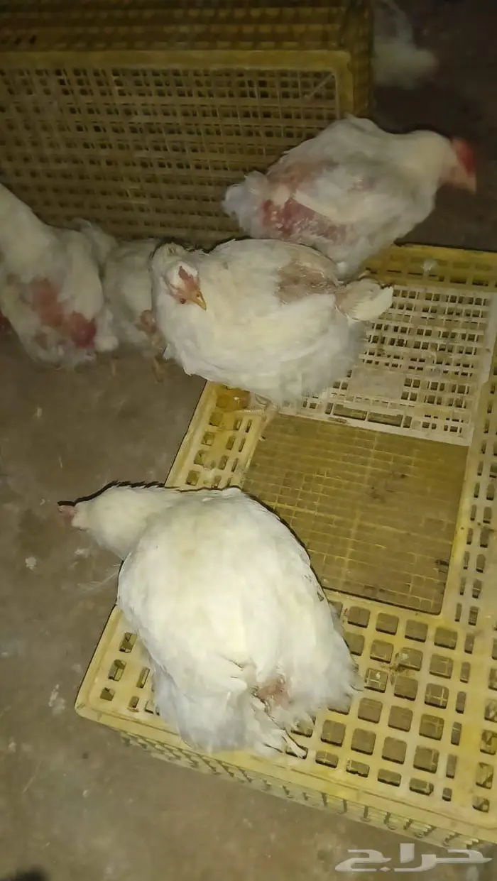 دجاج 0