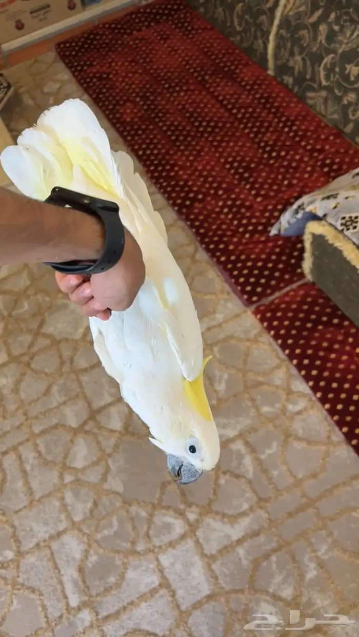 كوكاتو سلفر كرستد 5