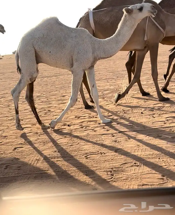 للبيع قعود كفو 1