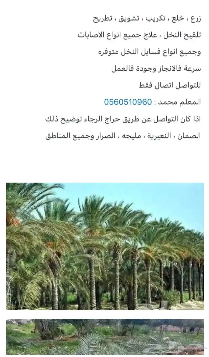 زرع  خلع  تكريب   تشويق  تطريح  تلقيح النخل 0