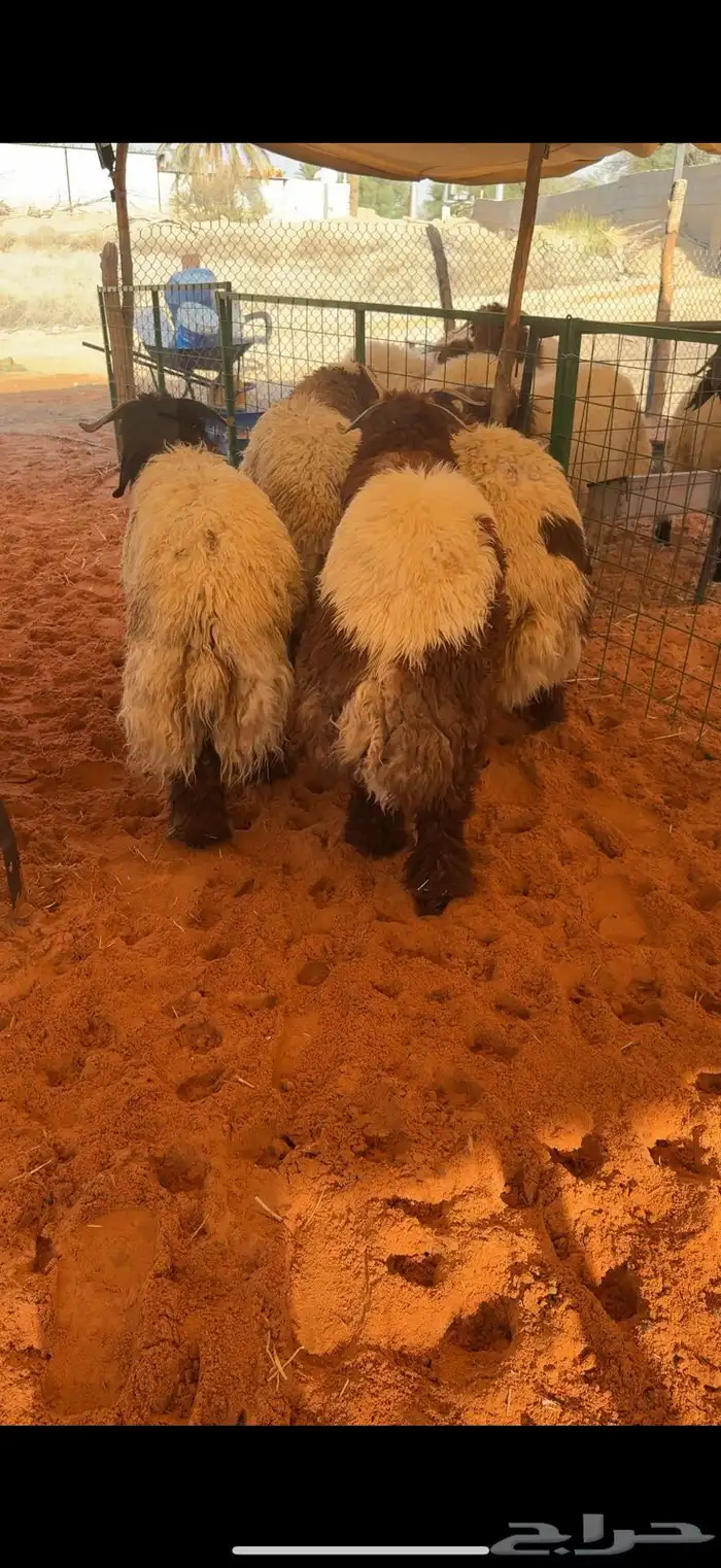 ذبائح نعيم فاخرة 3