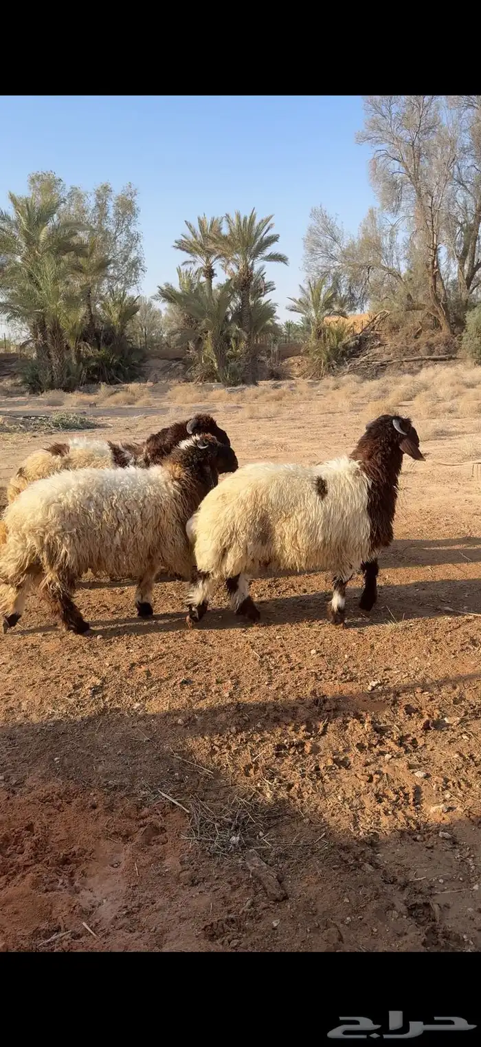 ذبائح فاخره 1