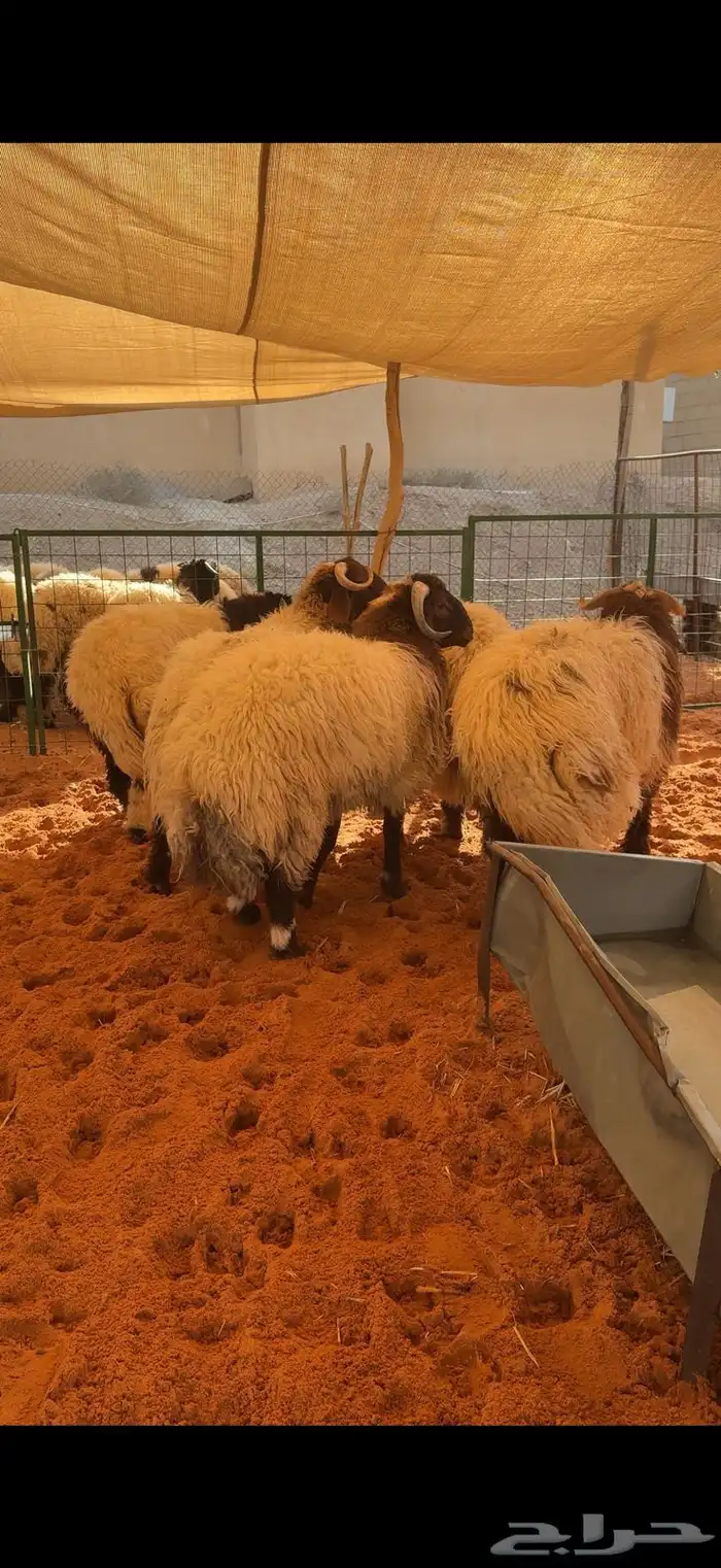 ذبائح فاخره 0