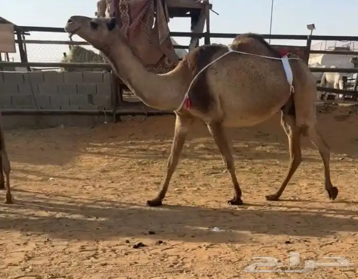 عشرا تحتها قعود 0