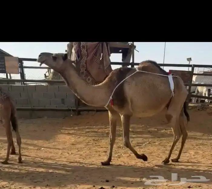 عشرا تحتها قعود 2