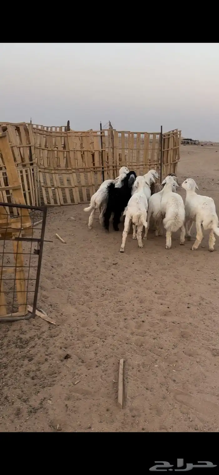 للبيع بهم 0