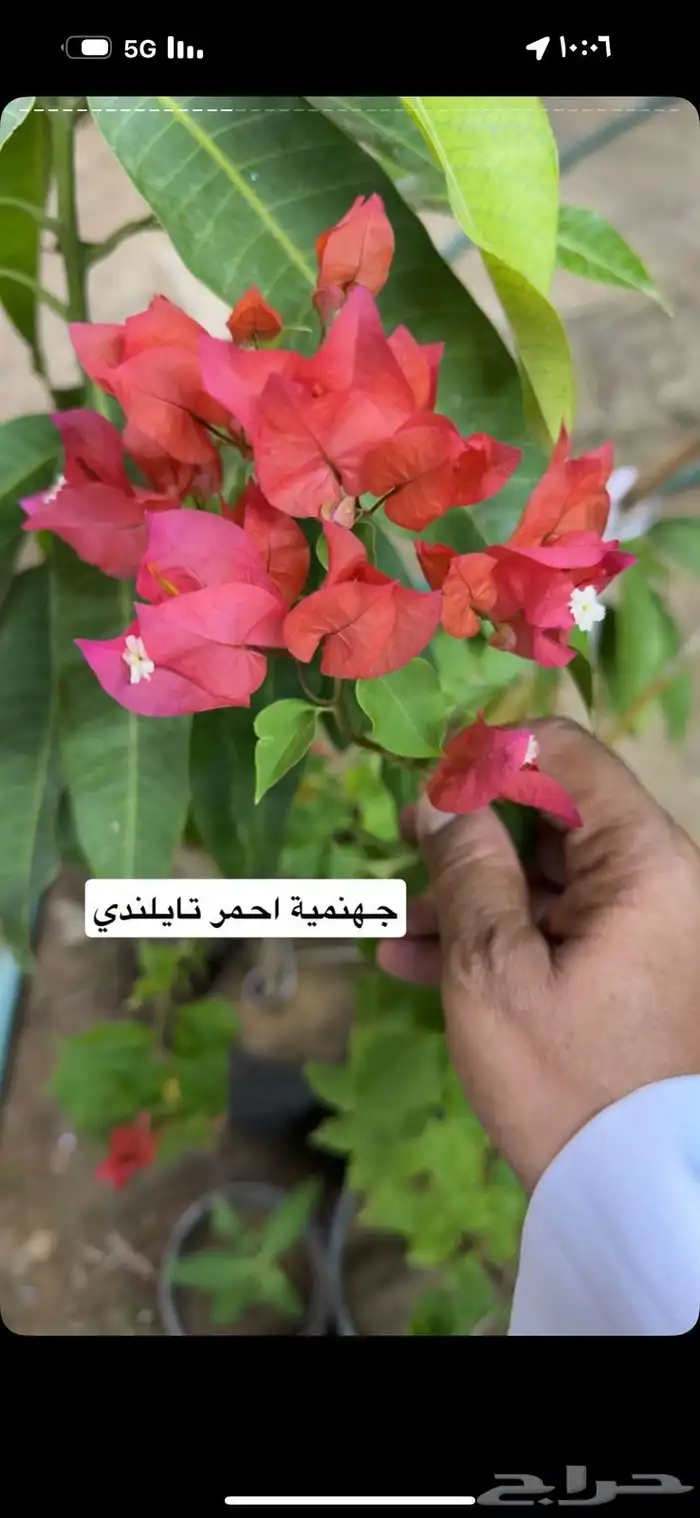 مشتل خالد الزراعي بالطائف للجملة 7