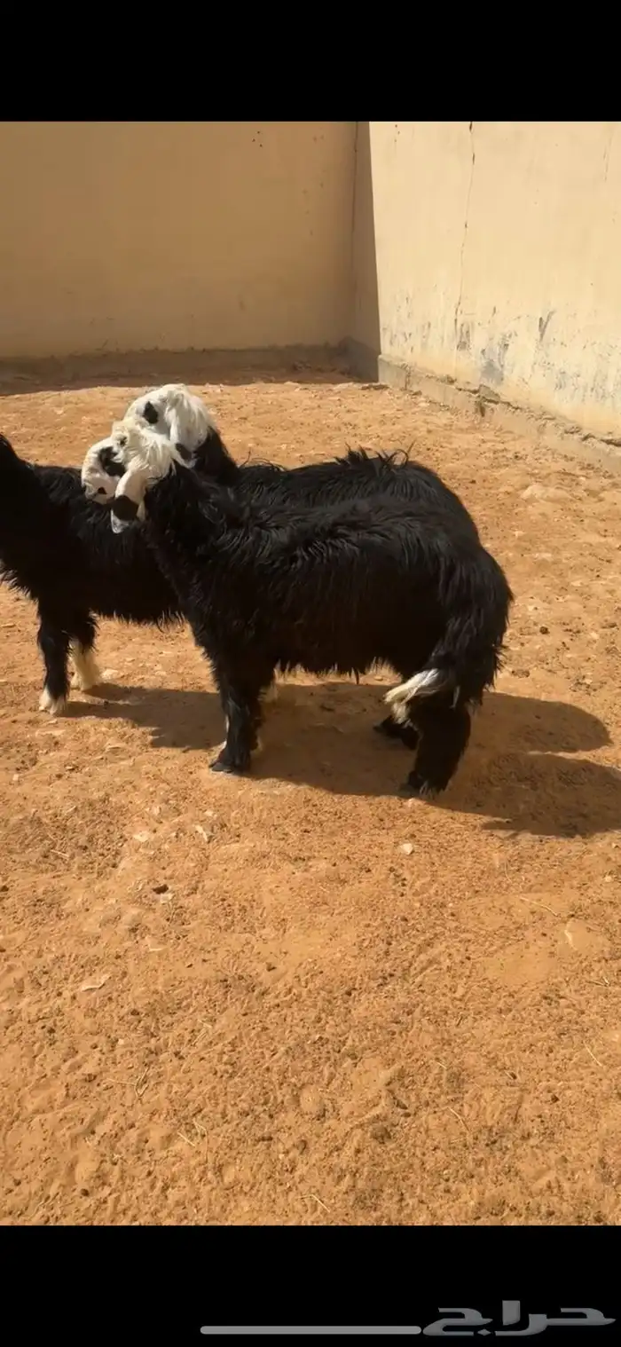 طليان نجد الرياض حي الشفاء أي مكان نوصل ذبح باقي اثنين فقط 0