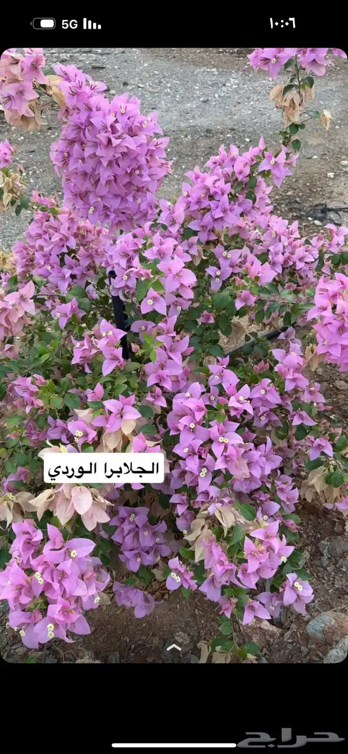 مشتل خالد الزراعي بالطائف للجملة 9