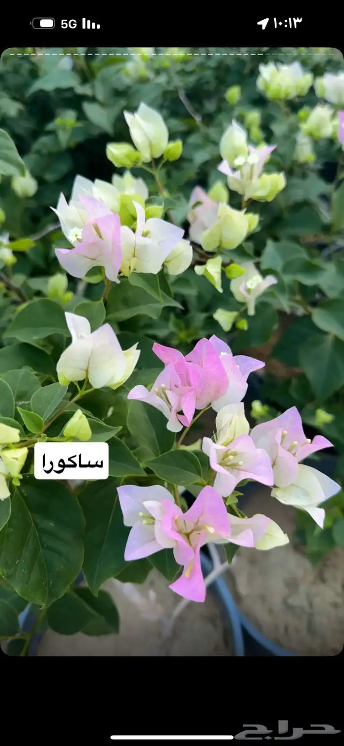 مشتل خالد الزراعي بالطائف للجملة 0