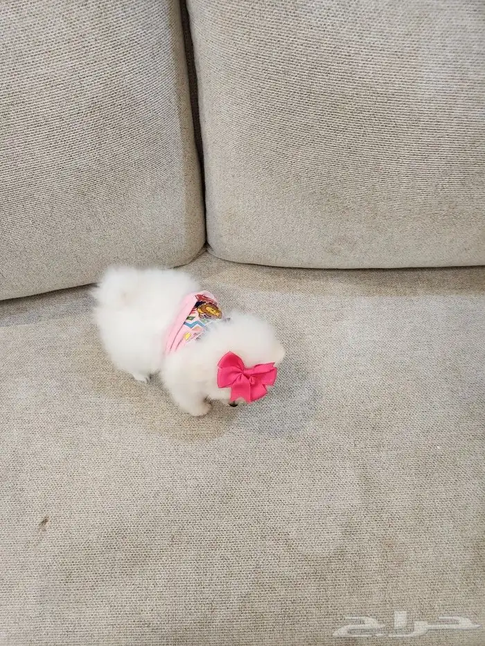 كلاب بومرينيان تي كب Pomeranian للبيع 4