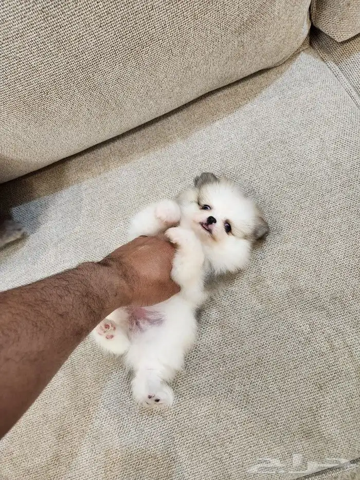 كلاب بومرينيان تي كب Pomeranian للبيع 7