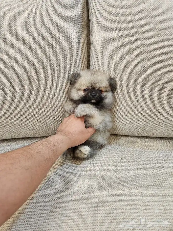 كلاب بومرينيان تي كب Pomeranian للبيع 2