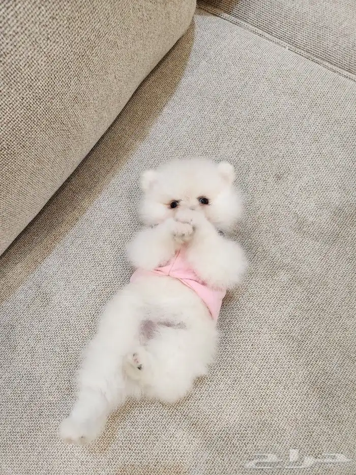 كلاب بومرينيان تي كب Pomeranian للبيع 1