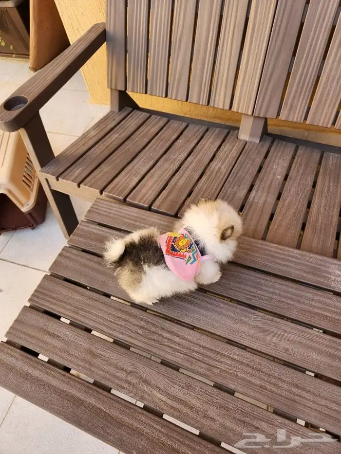 كلب بومرينيان Pomeranian تي كوب للبيع 2