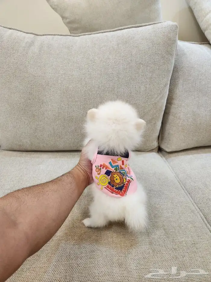 كلاب بومرينيان تي كب Pomeranian للبيع 6