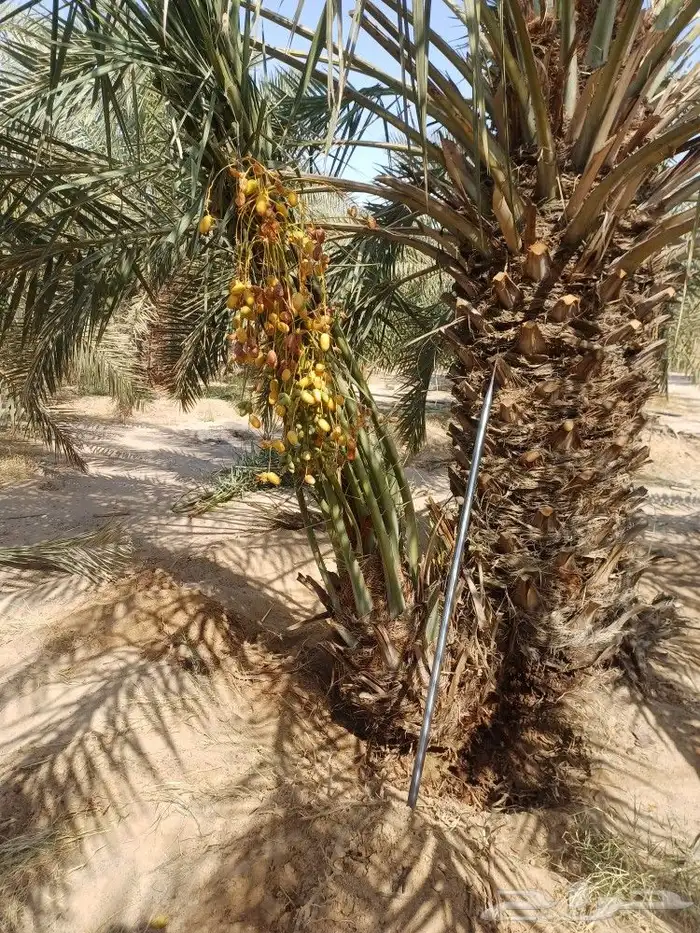 توريد وزراعة النخيل بأنواعه 3