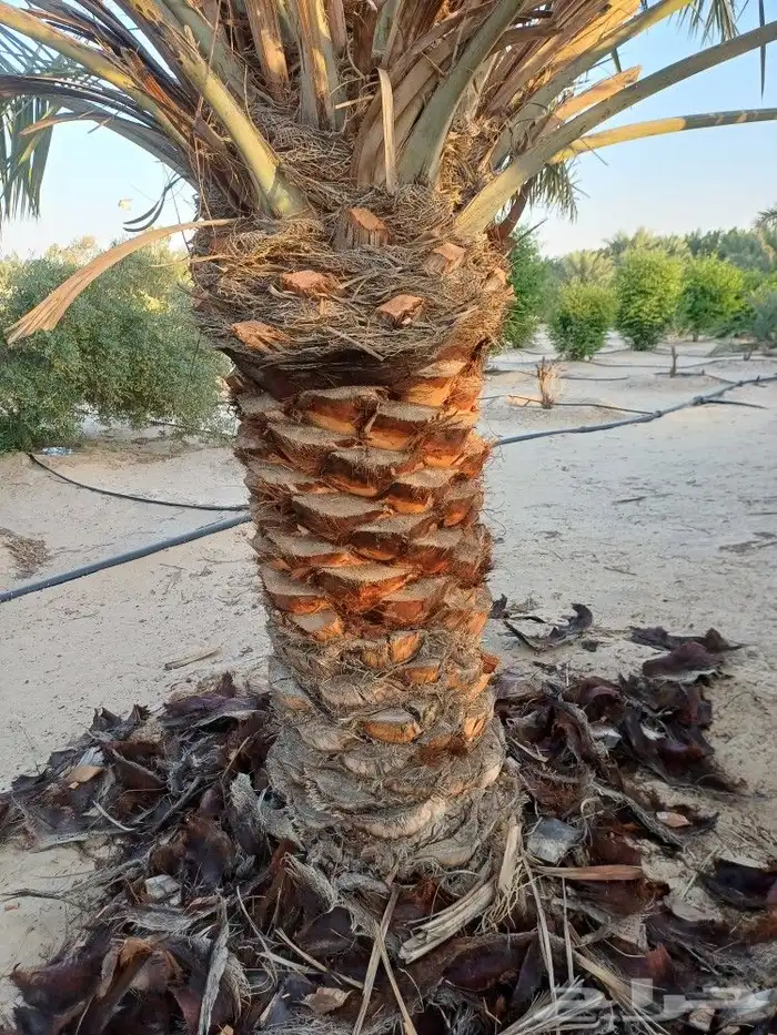 توريد وزراعة النخيل بأنواعه 1