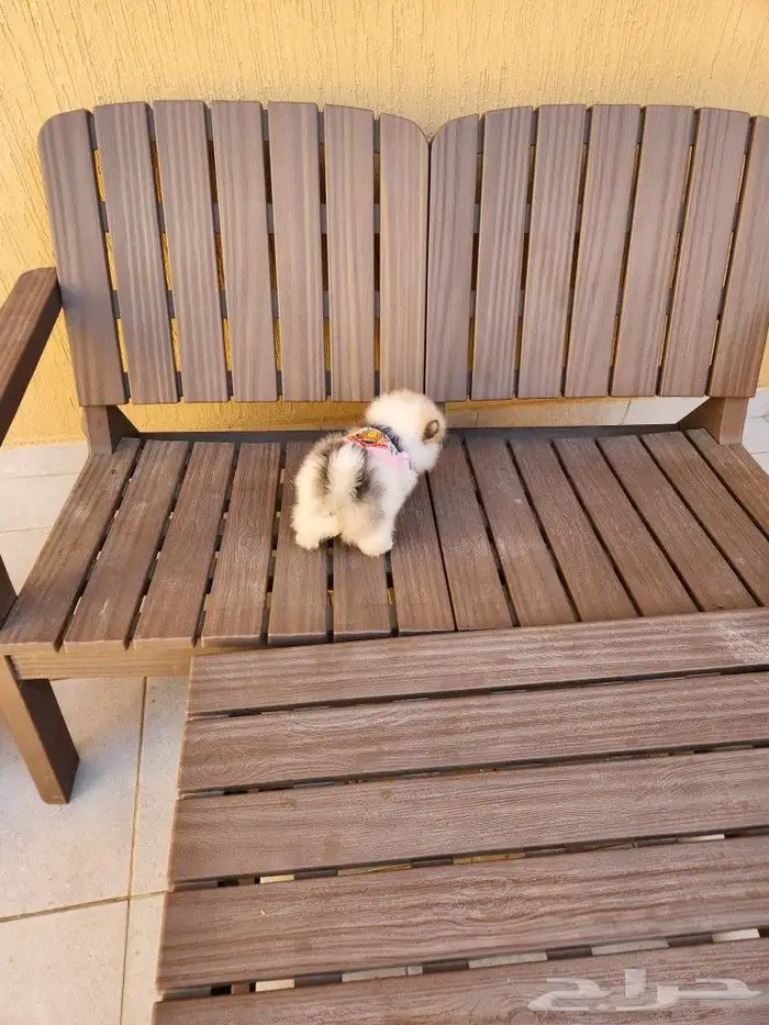 كلب بومرينيان Pomeranian تي كوب للبيع 1