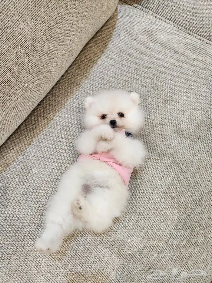 كلاب بومرينيان تي كب Pomeranian للبيع 0
