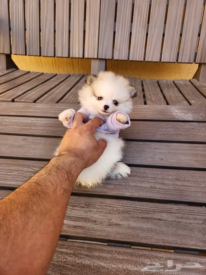 كلب بومرينيان Pomeranian تي كوب للبيع 0
