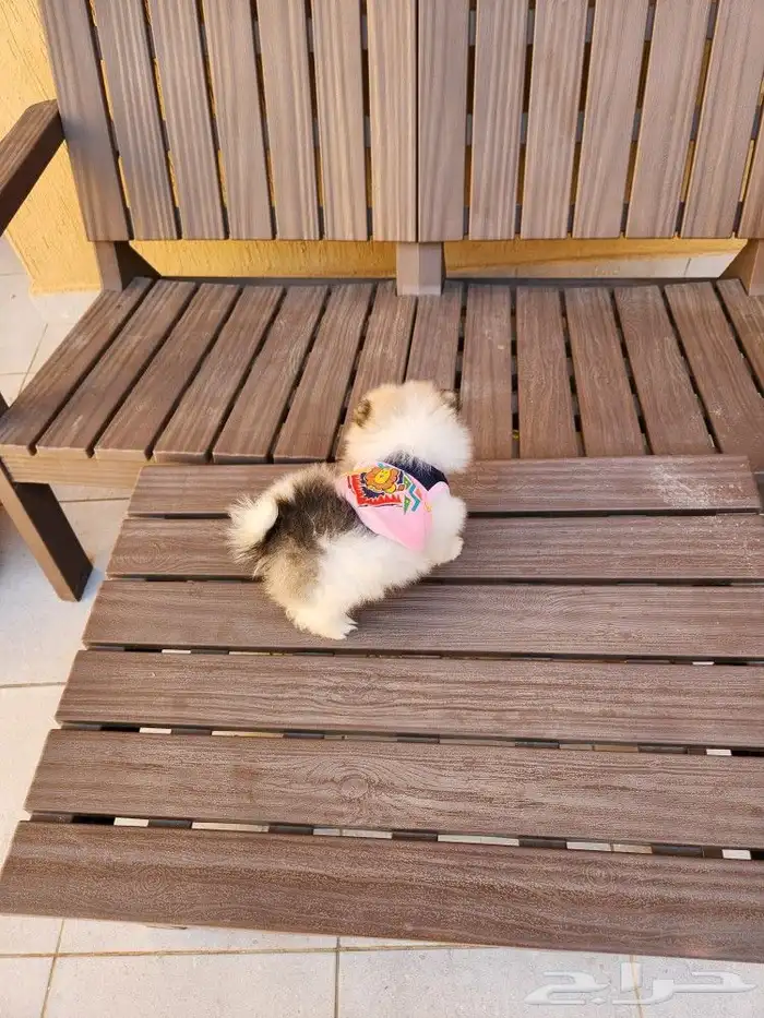 كلب بومرينيان Pomeranian تي كوب للبيع 3