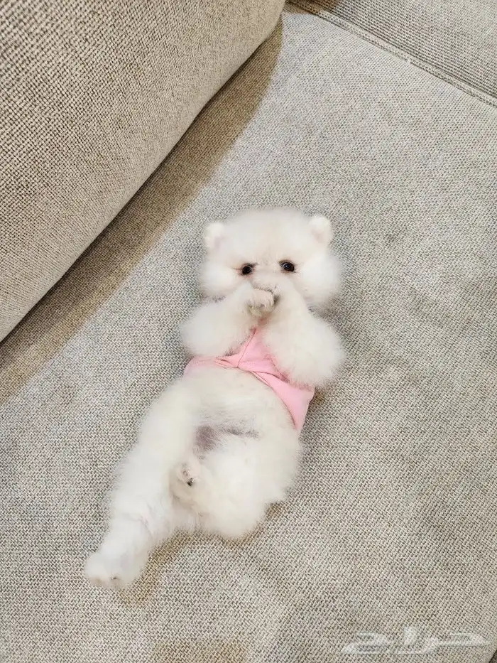 كلاب بومرينيان تي كب Pomeranian للبيع 5