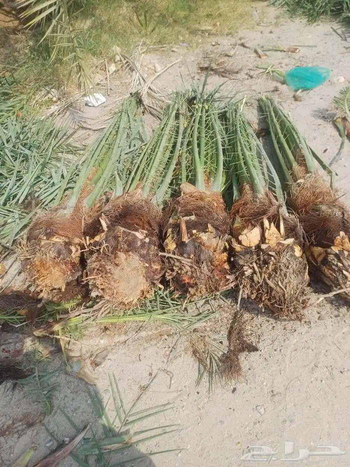 توريد وزراعة النخيل بأنواعه 0