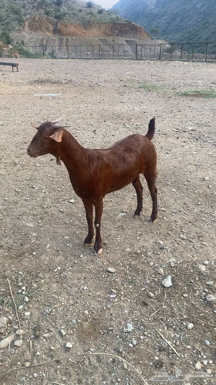 جفره دهما مطوره 3
