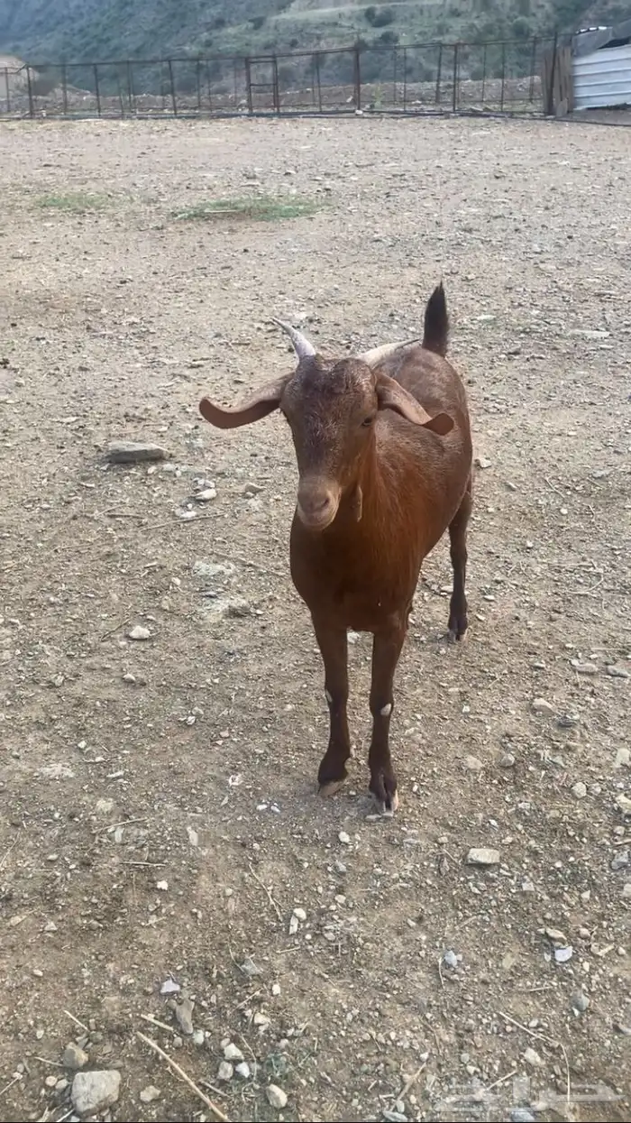 جفره دهما مطوره 2