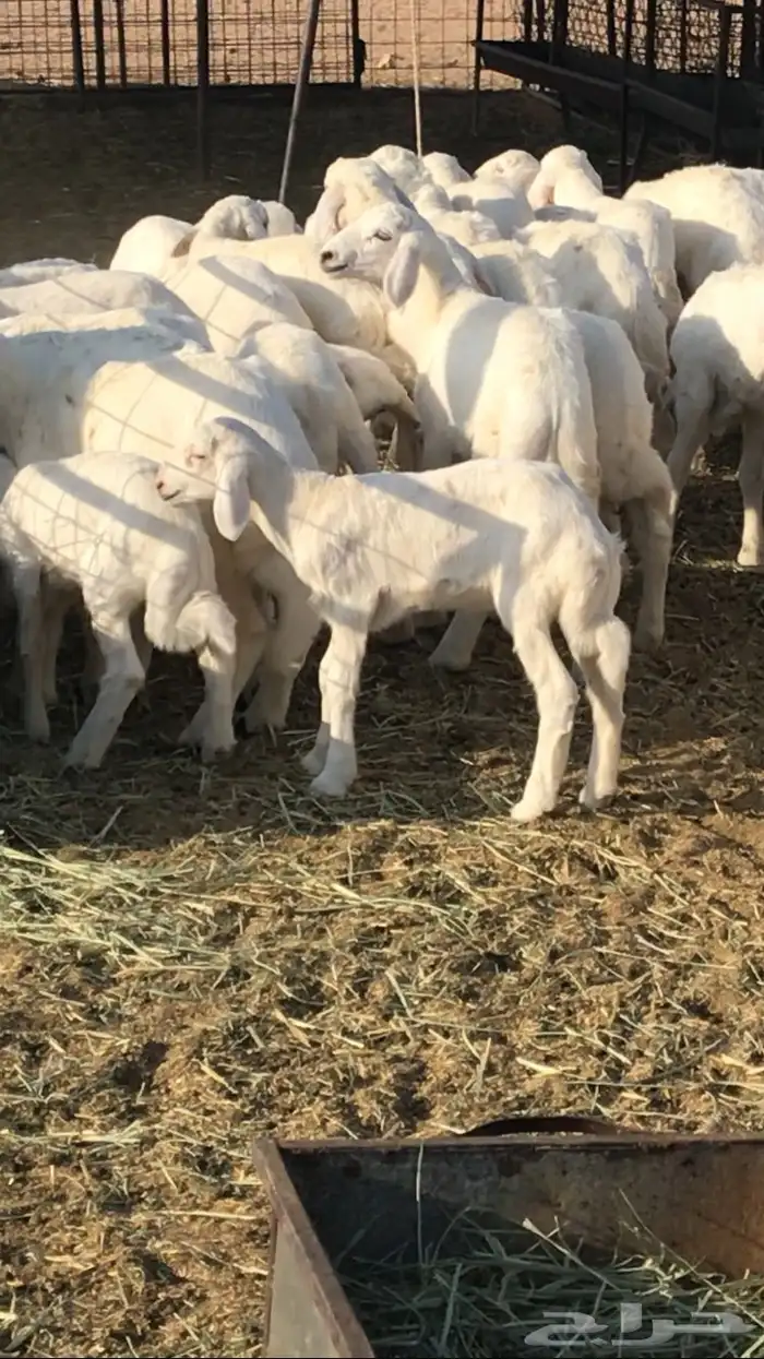 رخال حرش خلفات مراح 0